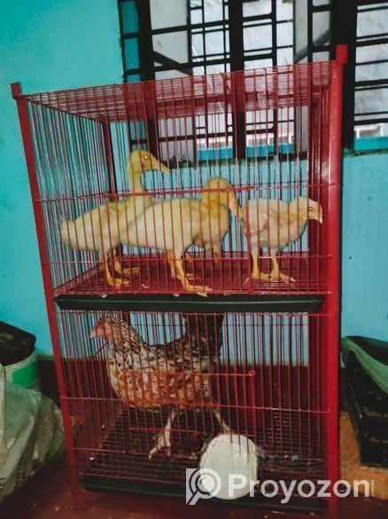 খাঁচা বিক্রি