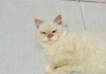 Persiyan cat