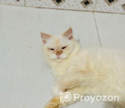 Persiyan cat