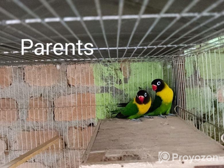 একজোড়া ইয়েলো গ্রিন ফিশার অফ লাইন লাভ বাড।