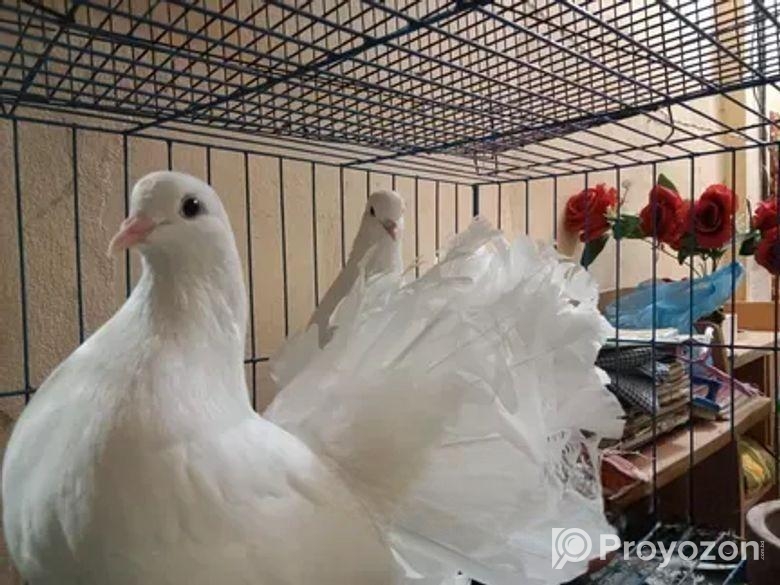 অরিজিনাল লাক্ষা কবুতর ও ইন্ডিয়ান ঘুঘু পাখি