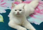 Cat For Sell