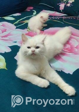 Cat For Sell