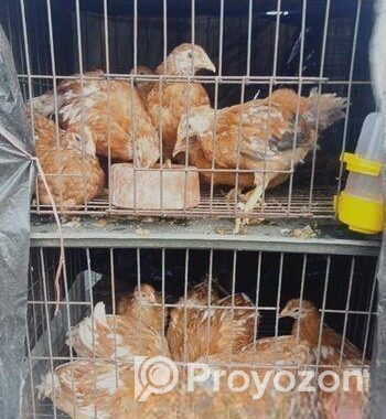 টাইগার মুরগি এবং ফাওমি