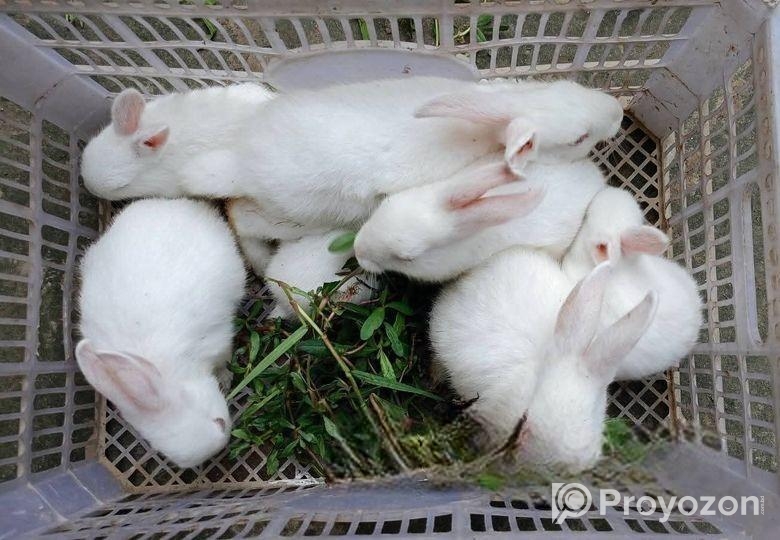 খরগোশ সেল হবে