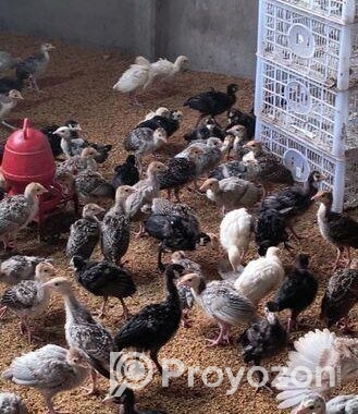 ১ মাস বয়সের টার্কি মুরগির বাচ্চা বিক্রি করা হব