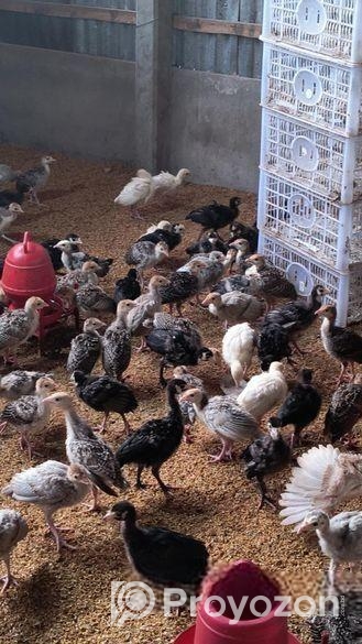 ১ মাস বয়সের টার্কি মুরগির বাচ্চা বিক্রি করা হব