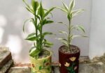 Best Indoor Plants