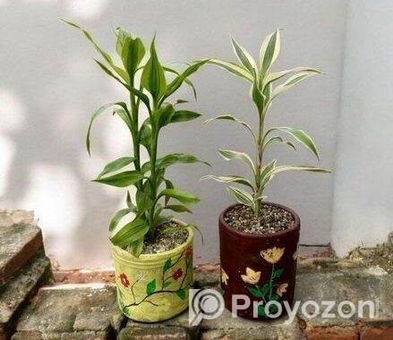 Best Indoor Plants