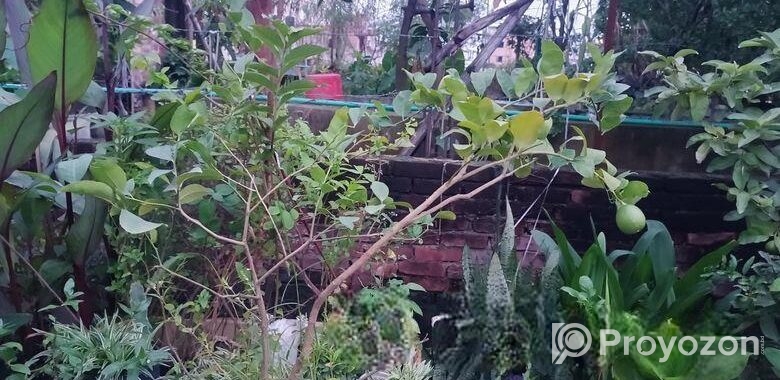 লেবু গাছ সহ