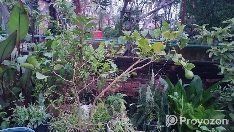 লেবু গাছ সহ