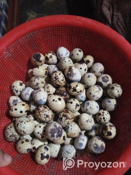 কোয়েল পাখির ডিম।