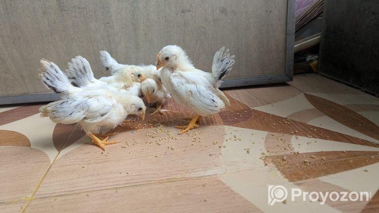 ব্লাক টেইল জাপানি ব্যান্থাম