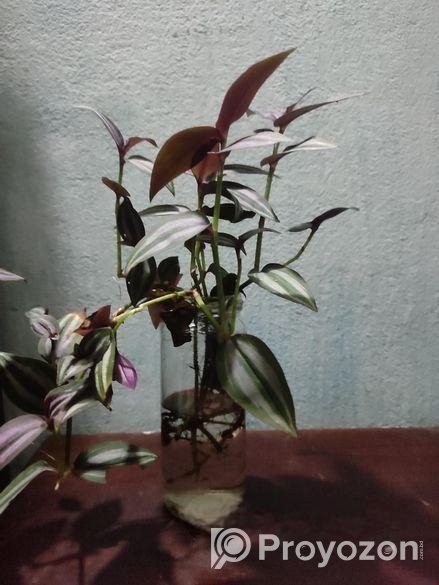 ট্রেডসক্যান্টিয়া জেব্রিনা (Tradescantia zebrina)