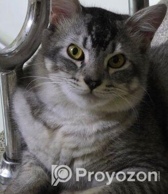 Mixed breed cat 6 month+ male