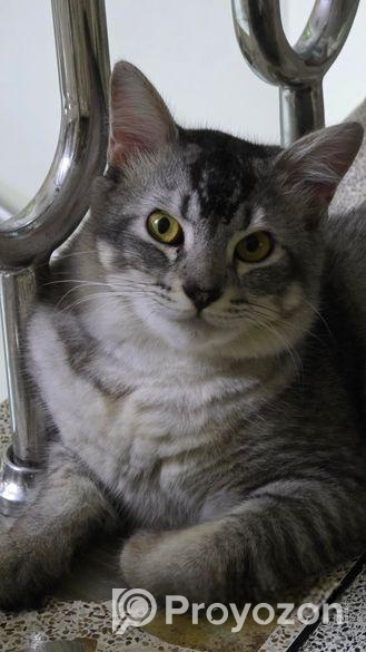 Mixed breed cat 6 month+ male