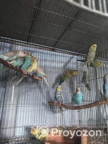 বাজরিগার পাখি