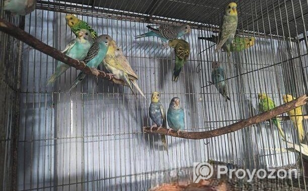 বাজরিগার পাখি