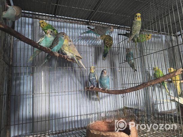 বাজরিগার পাখি