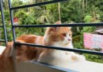 1 Year Old Persian Cat – Healthy & Vaccinated