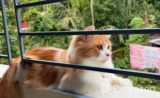 1 Year Old Persian Cat – Healthy & Vaccinated