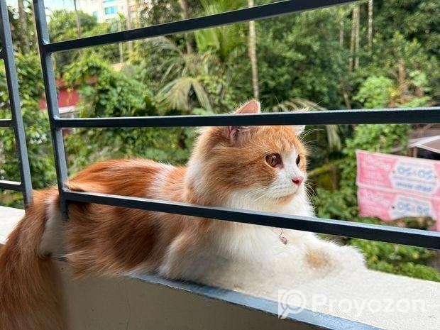 1 Year Old Persian Cat – Healthy & Vaccinated