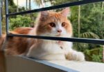 1 Year Old Persian Cat – Healthy & Vaccinated