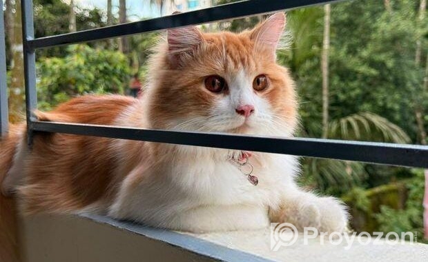 1 Year Old Persian Cat – Healthy & Vaccinated