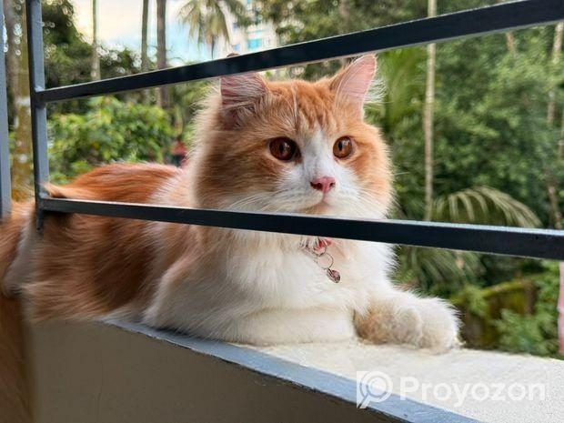 1 Year Old Persian Cat – Healthy & Vaccinated