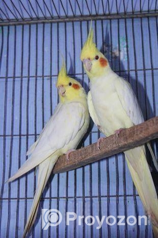 লোটিনো ককাটেইল পেয়ার