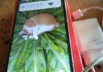 New Realme 13 Pro+ 5G 256 GB Green