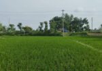 জরুরী ভাবে জমি বিক্রয় হবে।