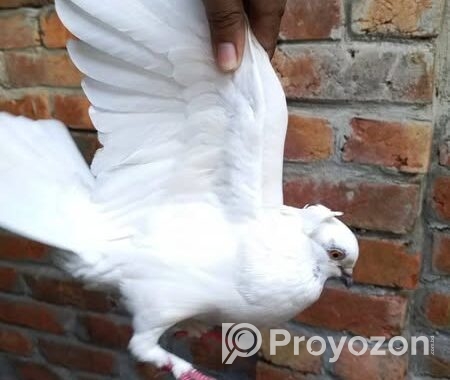 কবুতর রানিং ডিম পাড়া এক জড়া