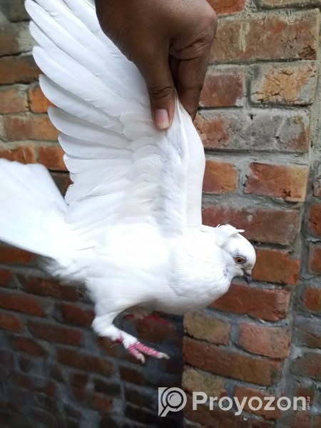 কবুতর রানিং ডিম পাড়া এক জড়া