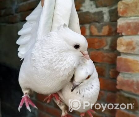 কবুতর রানিং ডিম পাড়া এক জড়া