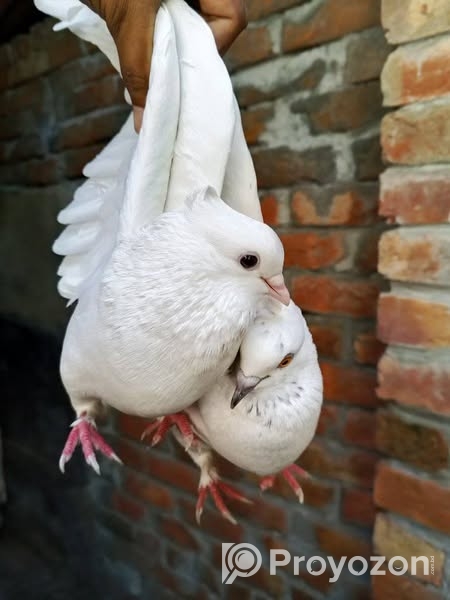 কবুতর রানিং ডিম পাড়া এক জড়া