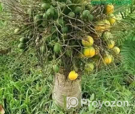 ভিয়েতনামি নারকেল গাছ
