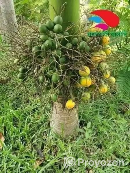 ভিয়েতনামি নারকেল গাছ