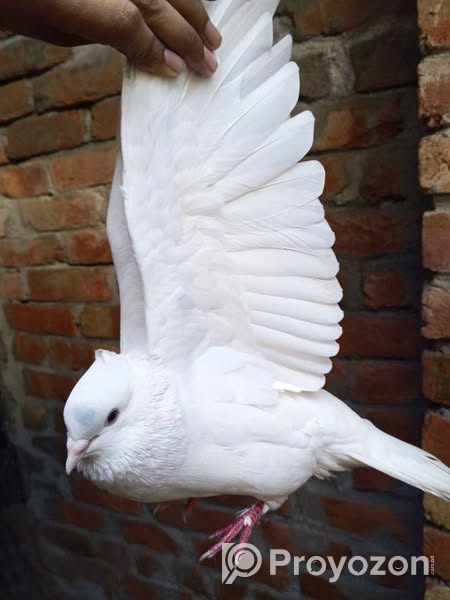 কবুতর রানিং ডিম পাড়া এক জড়া