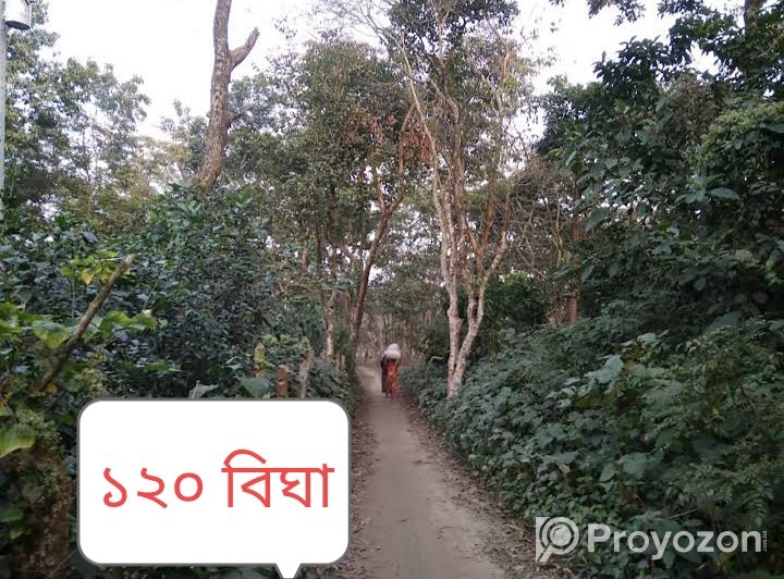 জরুরী ভিওিতে ১২০ বিঘা জমি বিক্রি হবে