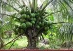 ভিয়েতনামি নারকেল গাছ