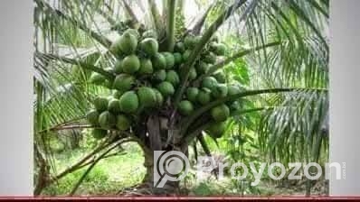 ভিয়েতনামি নারকেল গাছ