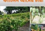 ভিয়েতনামি নারকেল গাছ