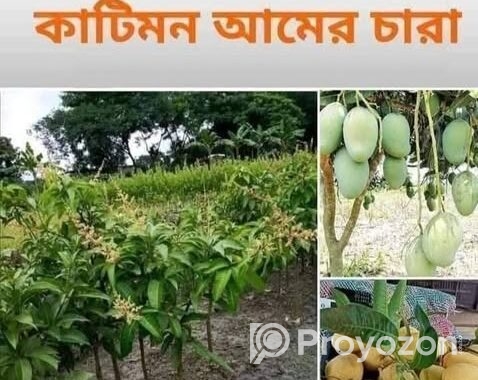 ভিয়েতনামি নারকেল গাছ