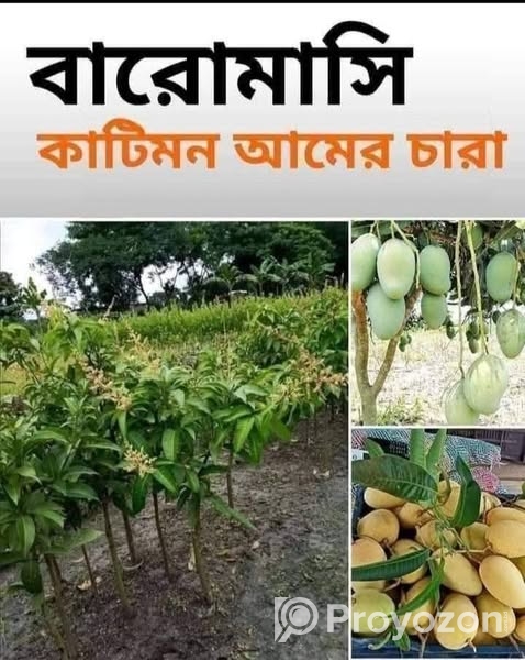 ভিয়েতনামি নারকেল গাছ