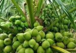 ভিয়েতনামি নারকেল গাছ