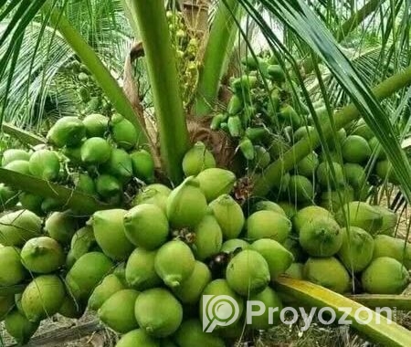 ভিয়েতনামি নারকেল গাছ