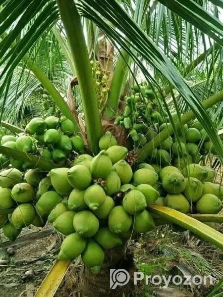 ভিয়েতনামি নারকেল গাছ