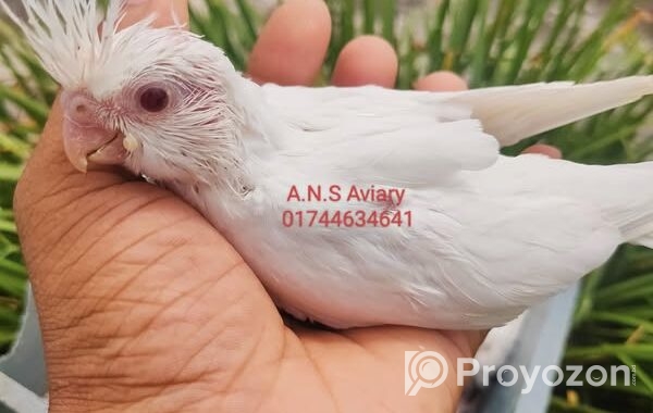 নিতে চাইলে ইনিবক্স করুন