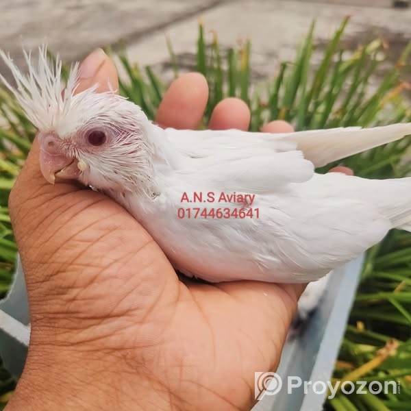 নিতে চাইলে ইনিবক্স করুন